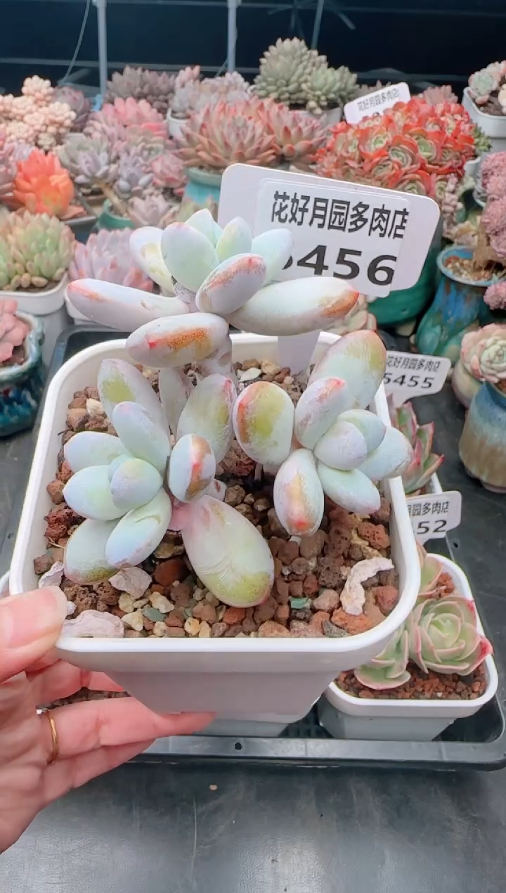 【闪购商品】5456.