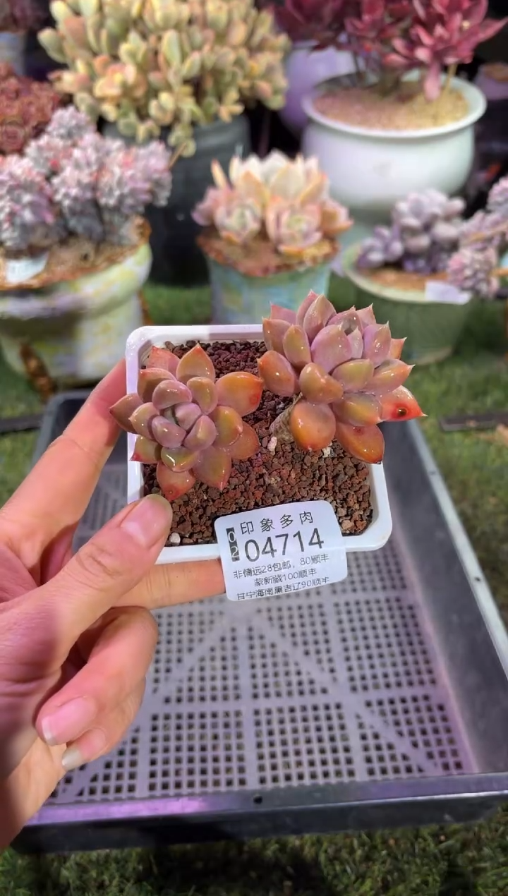 【闪购商品】04714