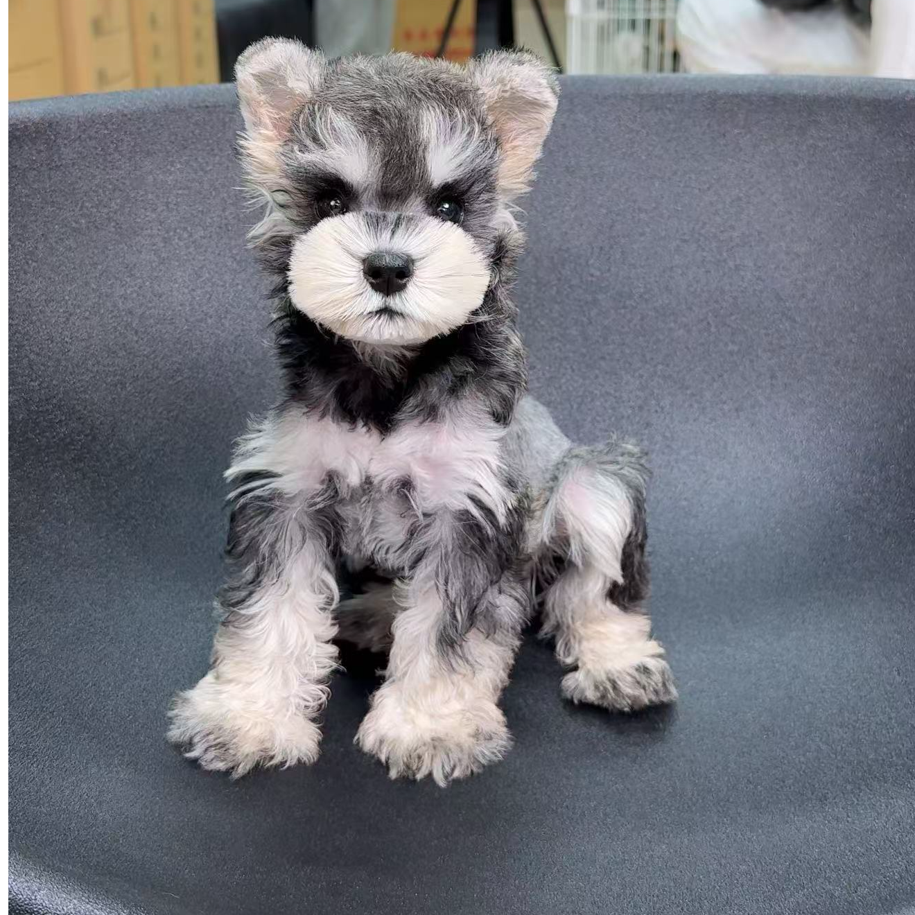 郑州市精品雪纳瑞萌系家庭陪伴犬