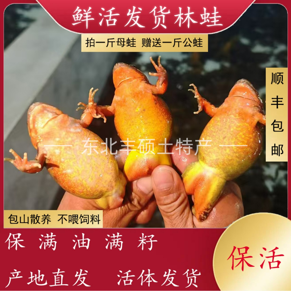 东北特产林蛙母豹子新鲜鲜活满籽母蛙个保个满油满籽顺丰包邮发货