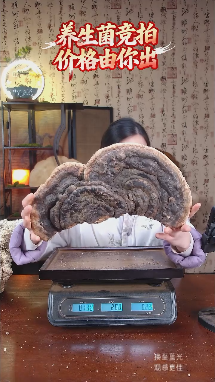 红缘拟层孔菌中国大陆极**春【藏区野生】红缘树舌1.98斤20-30年份