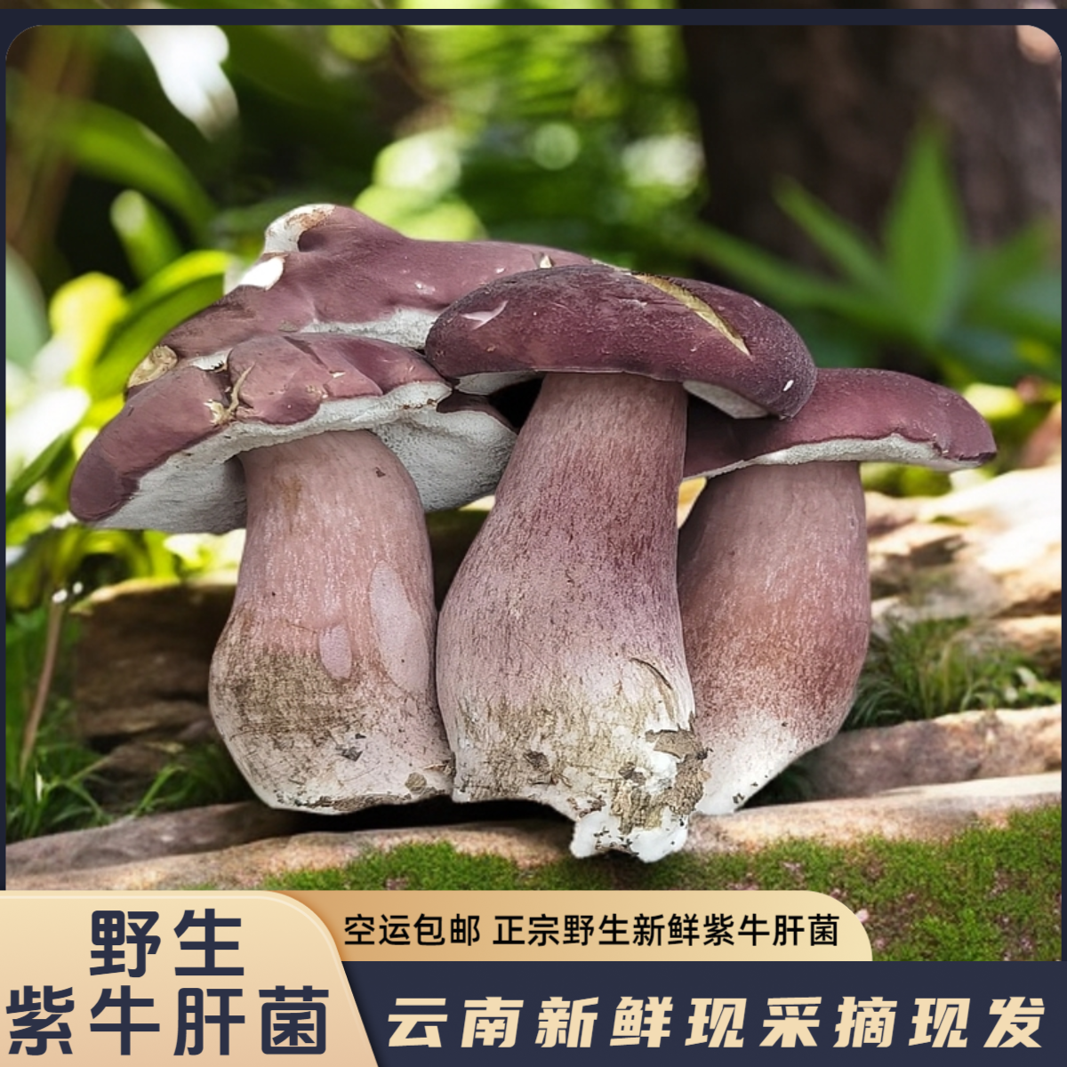 【野生新鲜紫牛肝菌】空运包邮现采摘现发云南特产食用菌菇煲汤素炒