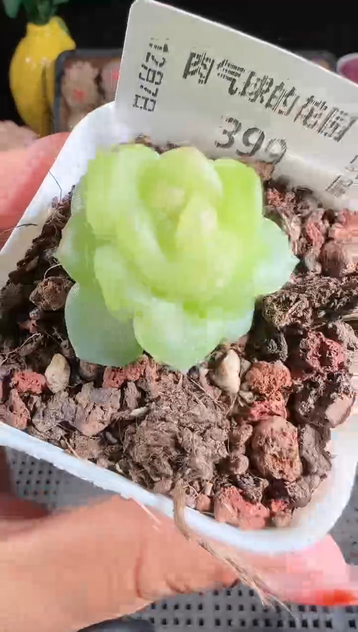 1207-399碧琉璃多肉群生不包整