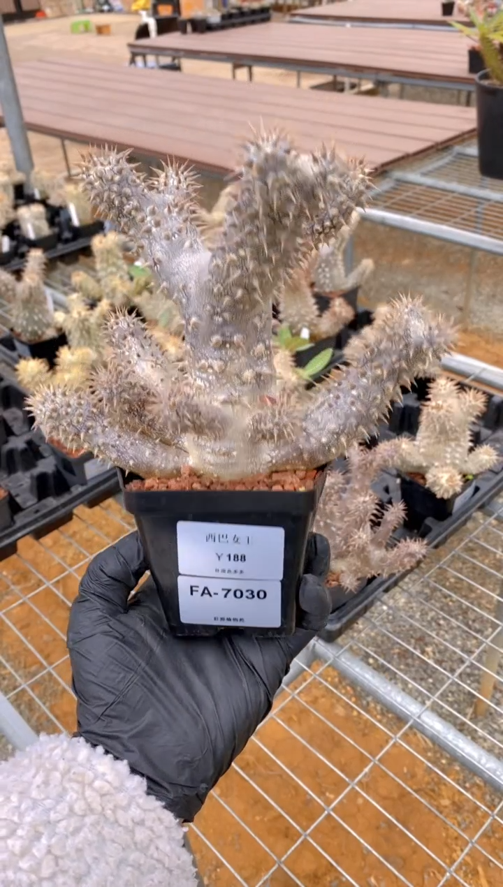 【闪购商品】西巴女王FA-7030