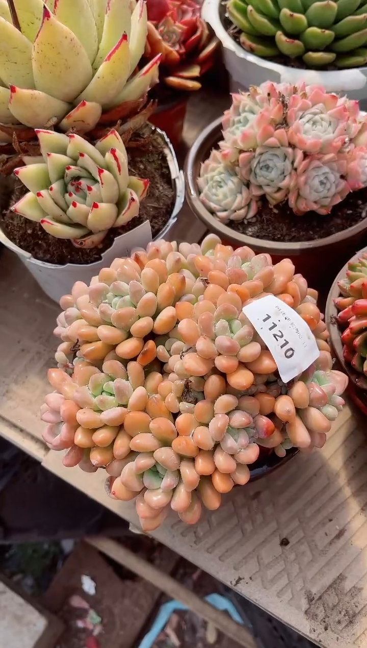 【闪购商品】11210