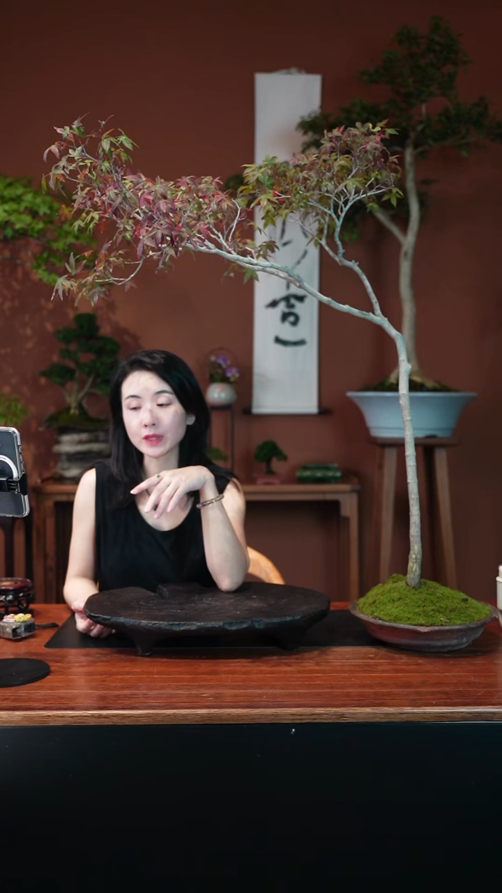 无花朵海岛石枫盆景盆景盆景