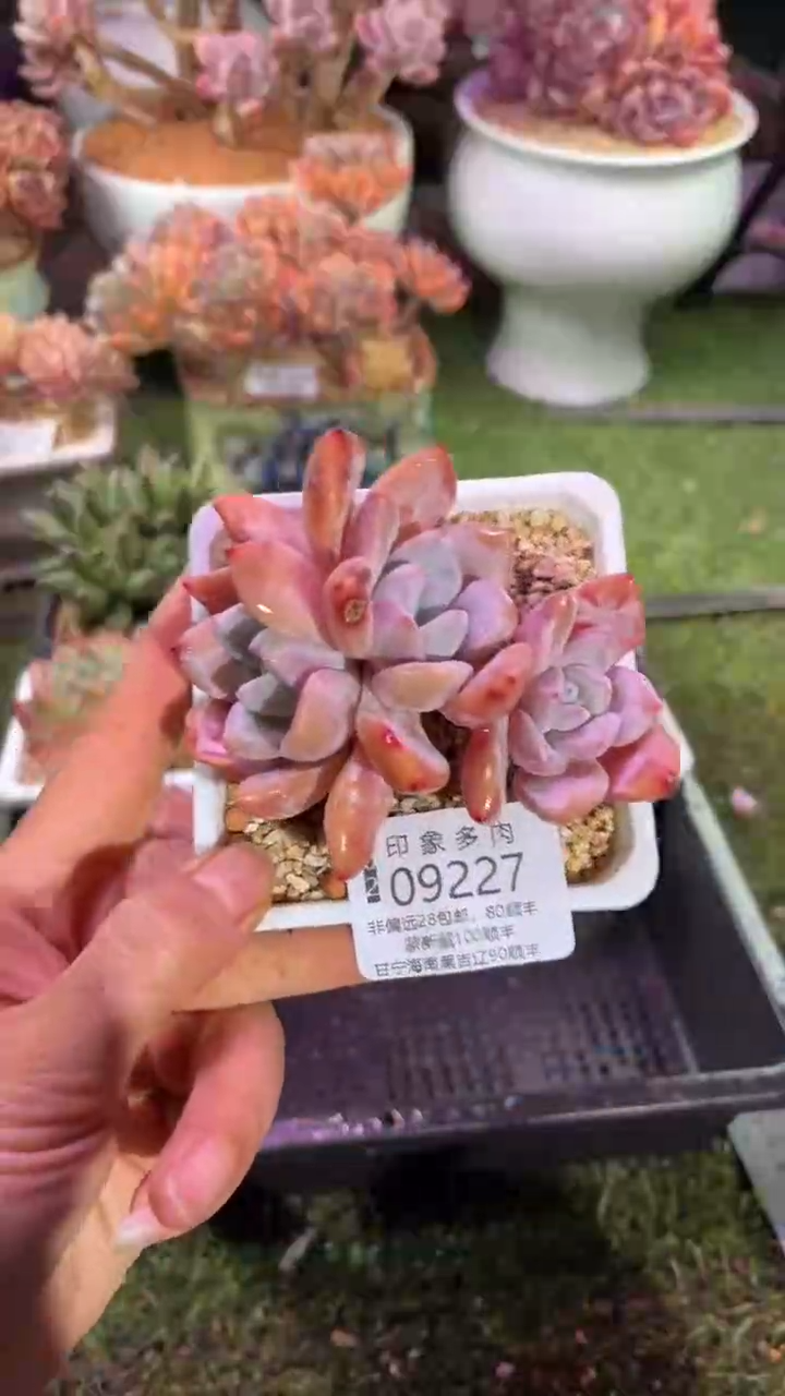 【闪购商品】09227