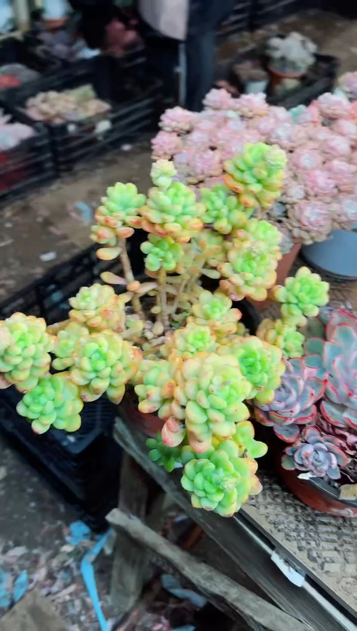 【闪购商品】04101