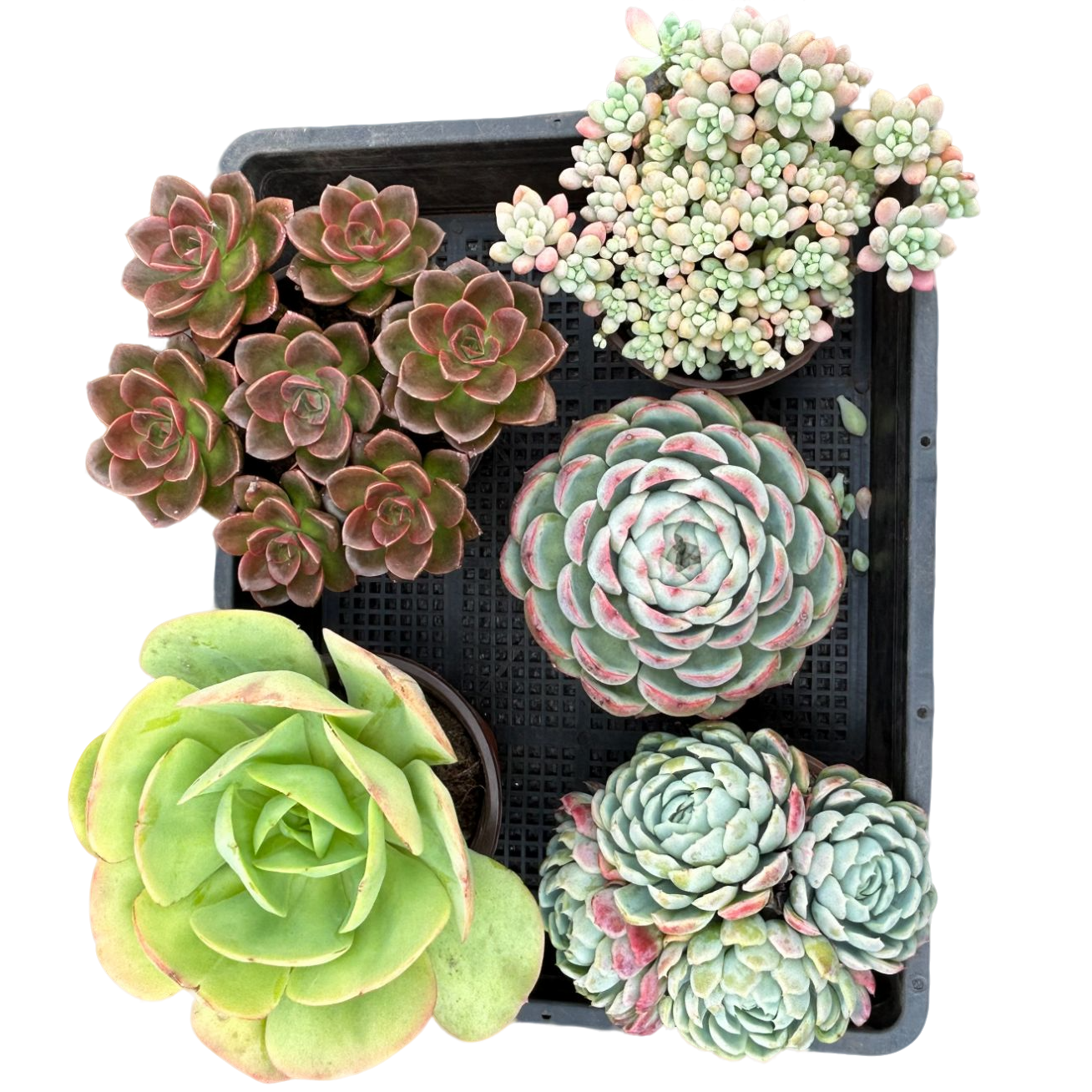 多肉组合（满15包邮）带盆带土发货的多肉组合盆栽新手好养