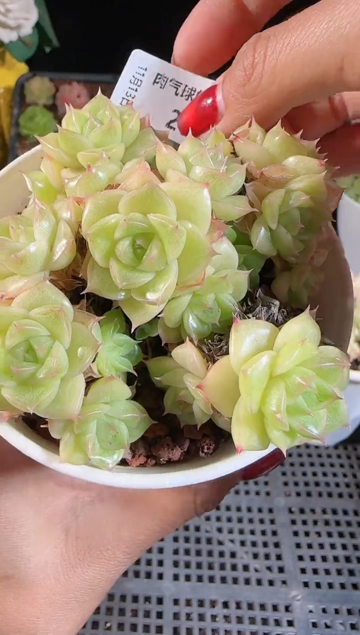 1113-266群生不包整