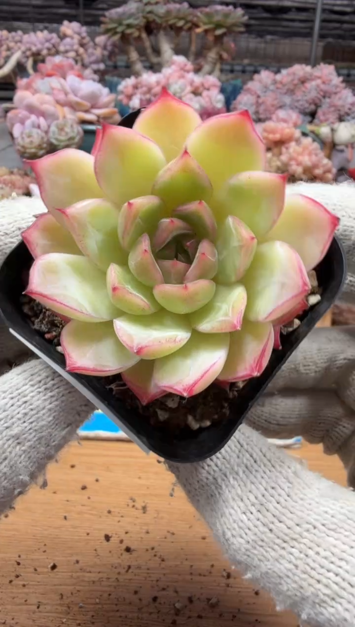 东云多肉园三店-303