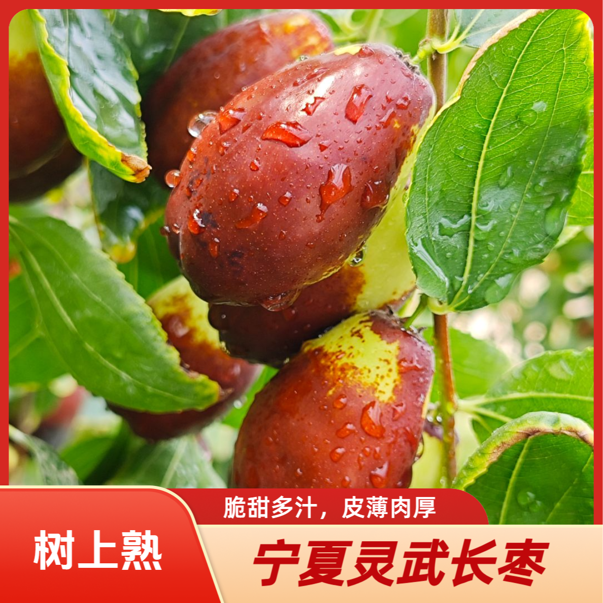 [顺丰]宁夏灵武长枣鲜枣当季新鲜水果枣子脆甜红枣非冬枣1