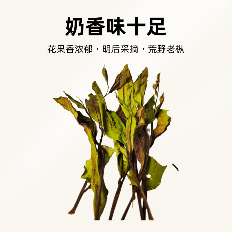 （贡茶村）政和白茶高山2022年荒野老枞奶香味十足100克