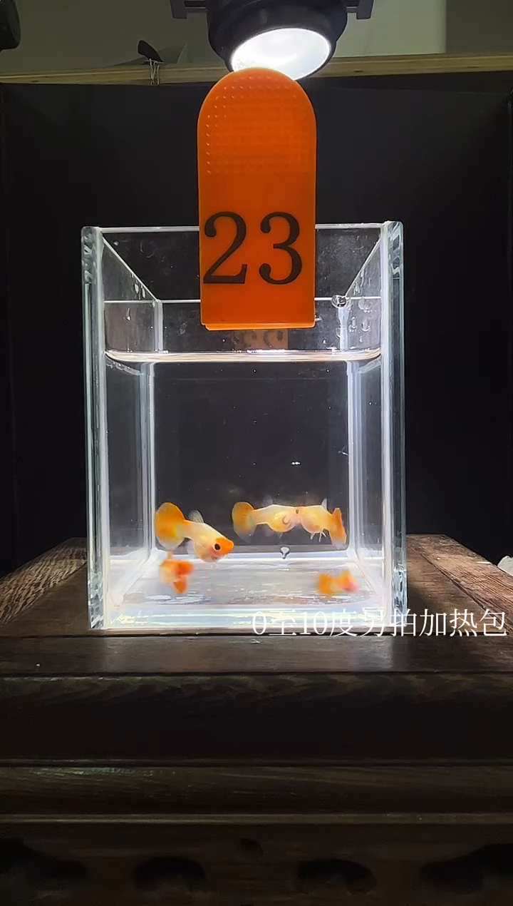 孔雀鱼深海蓝玻璃猫普通体23