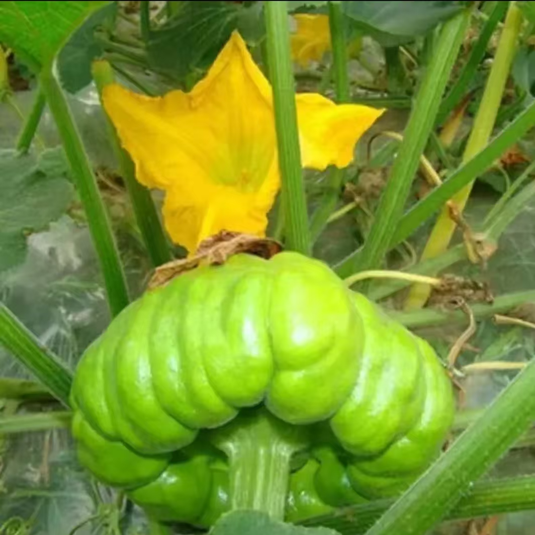 新鲜瓜、大山赶集人、农产品