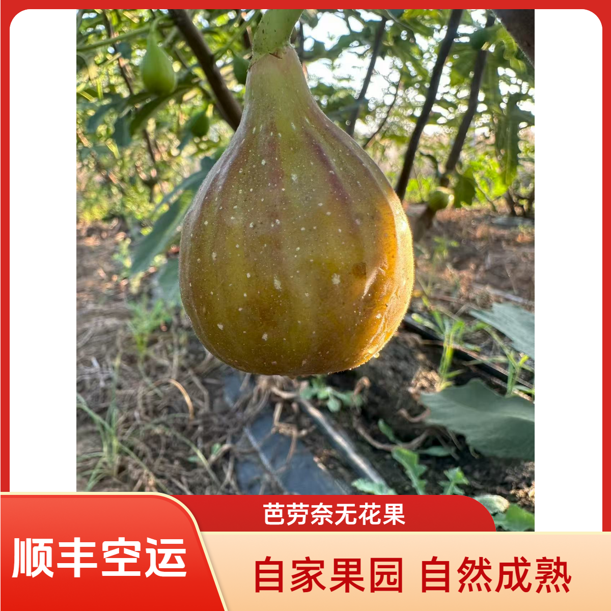 巴劳奈无花果B中果24枚装