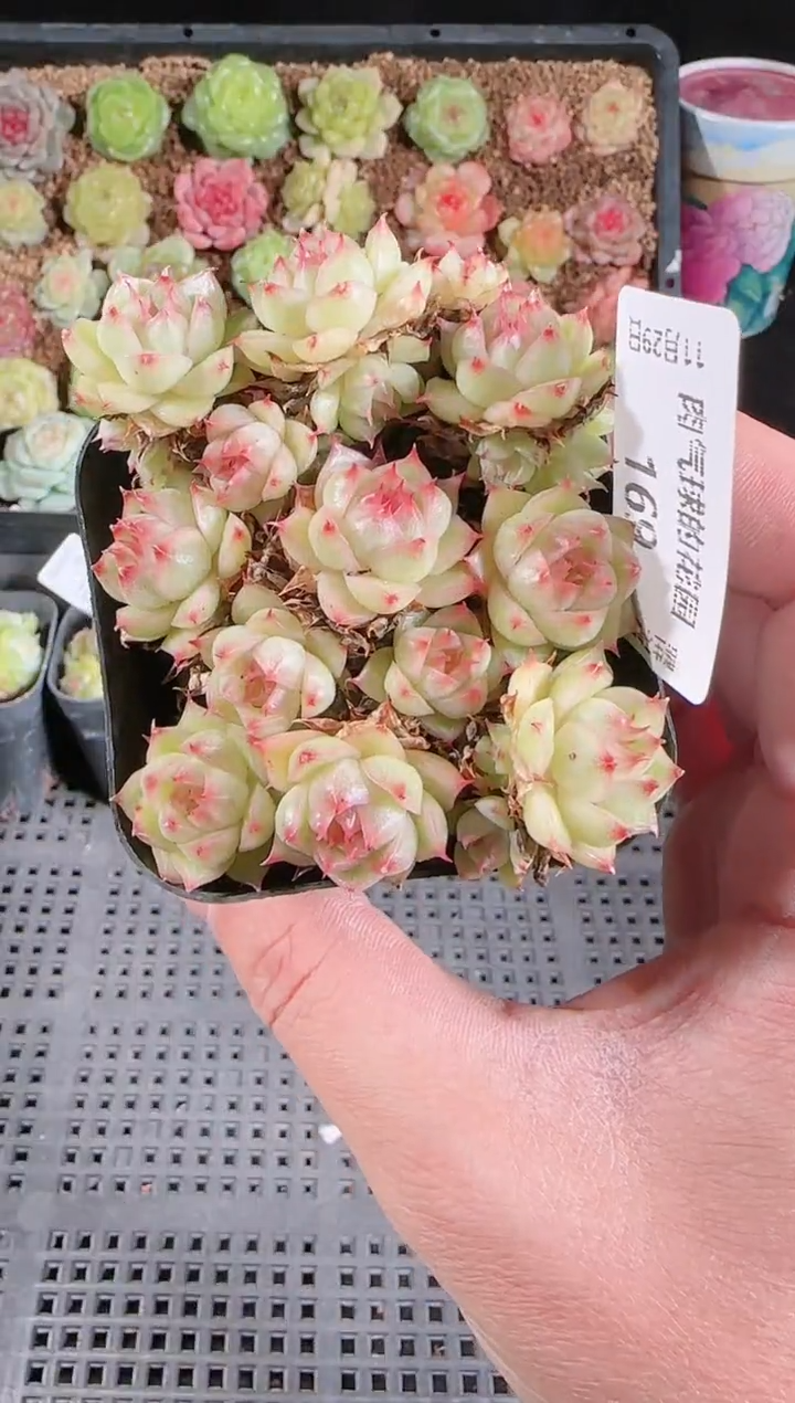 多肉1129-169群生不包整