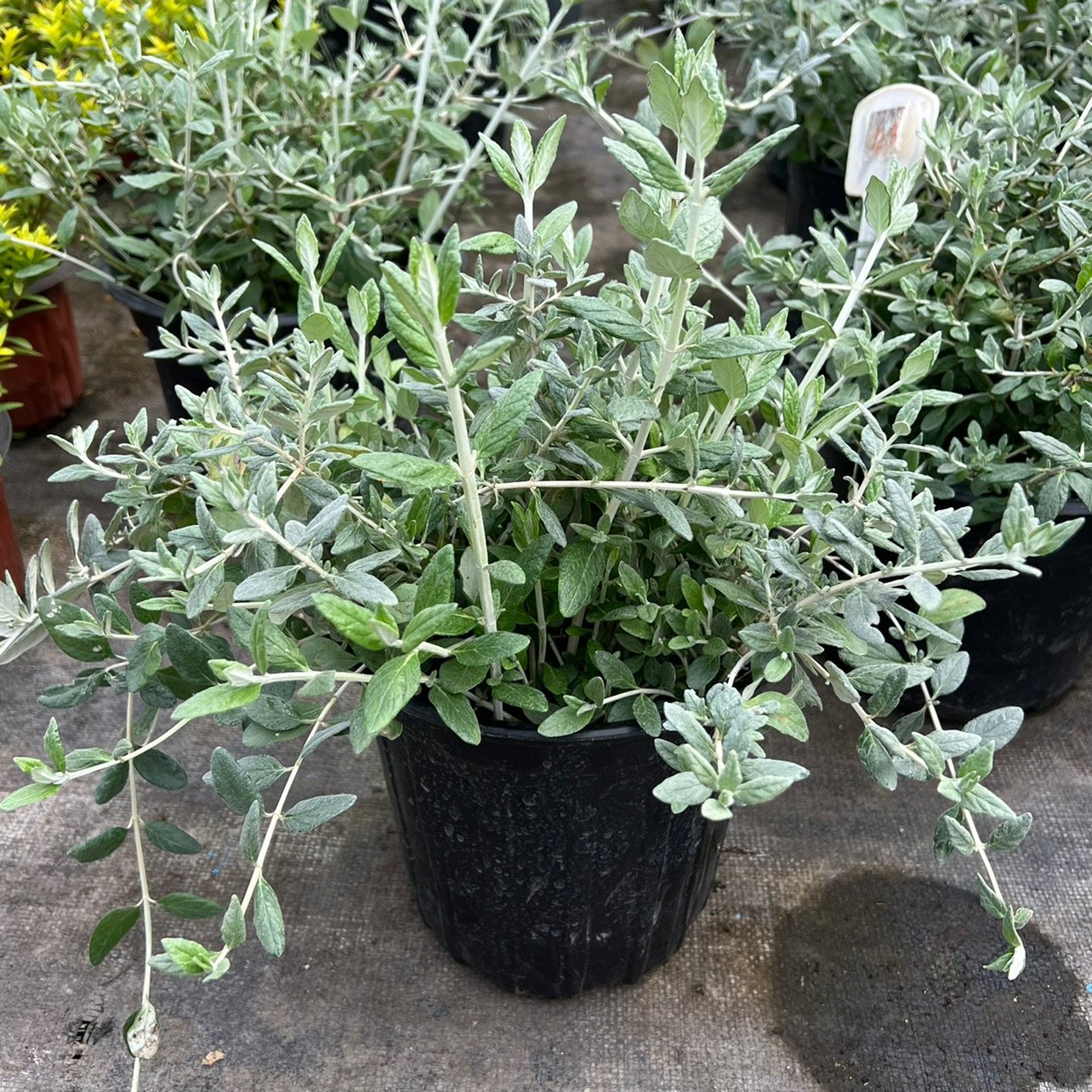 水果兰盆栽多年生绿植花卉耐寒耐热花镜花园调色四季常绿两加仑