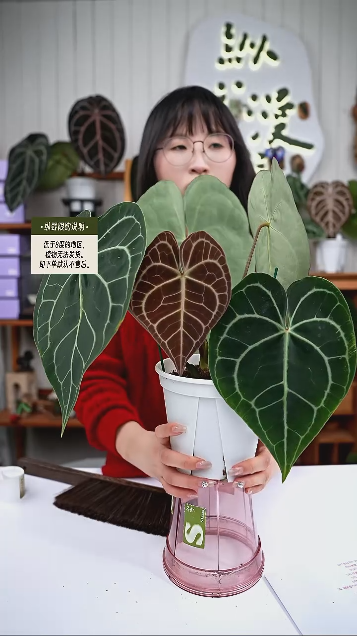 完全开放Y77克莱恩