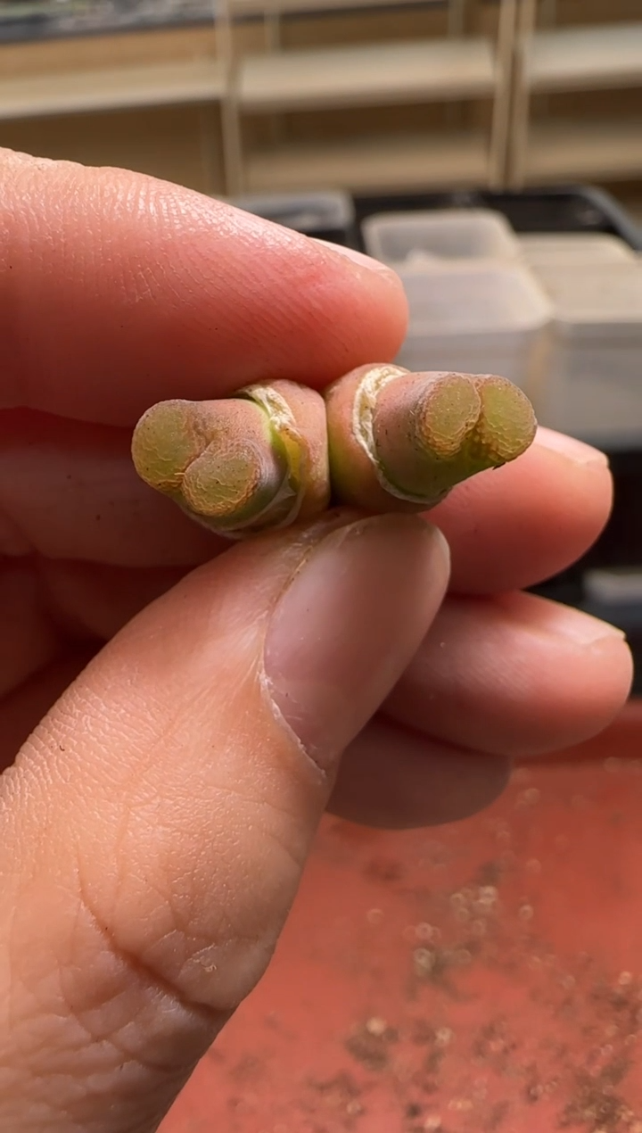 【闪购商品】13-106