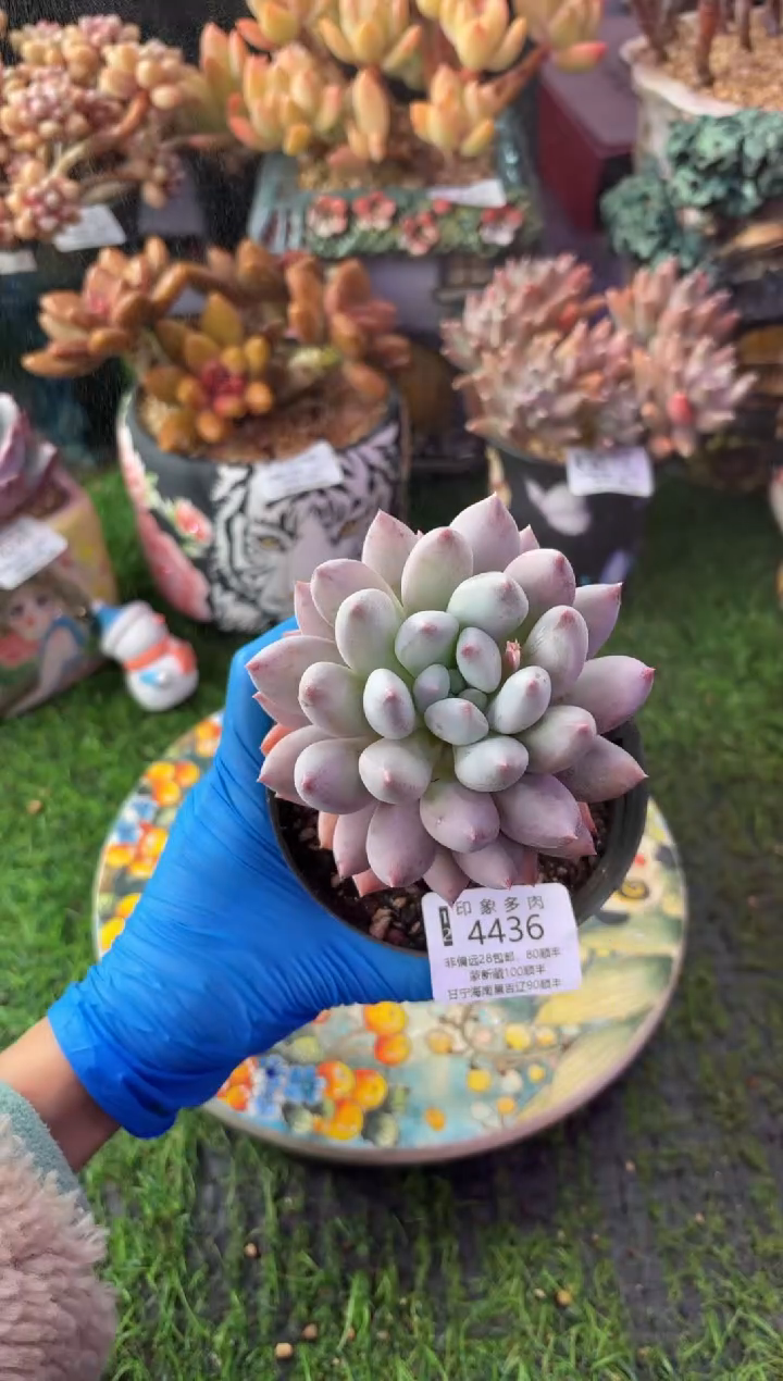 昆明印象多肉4436