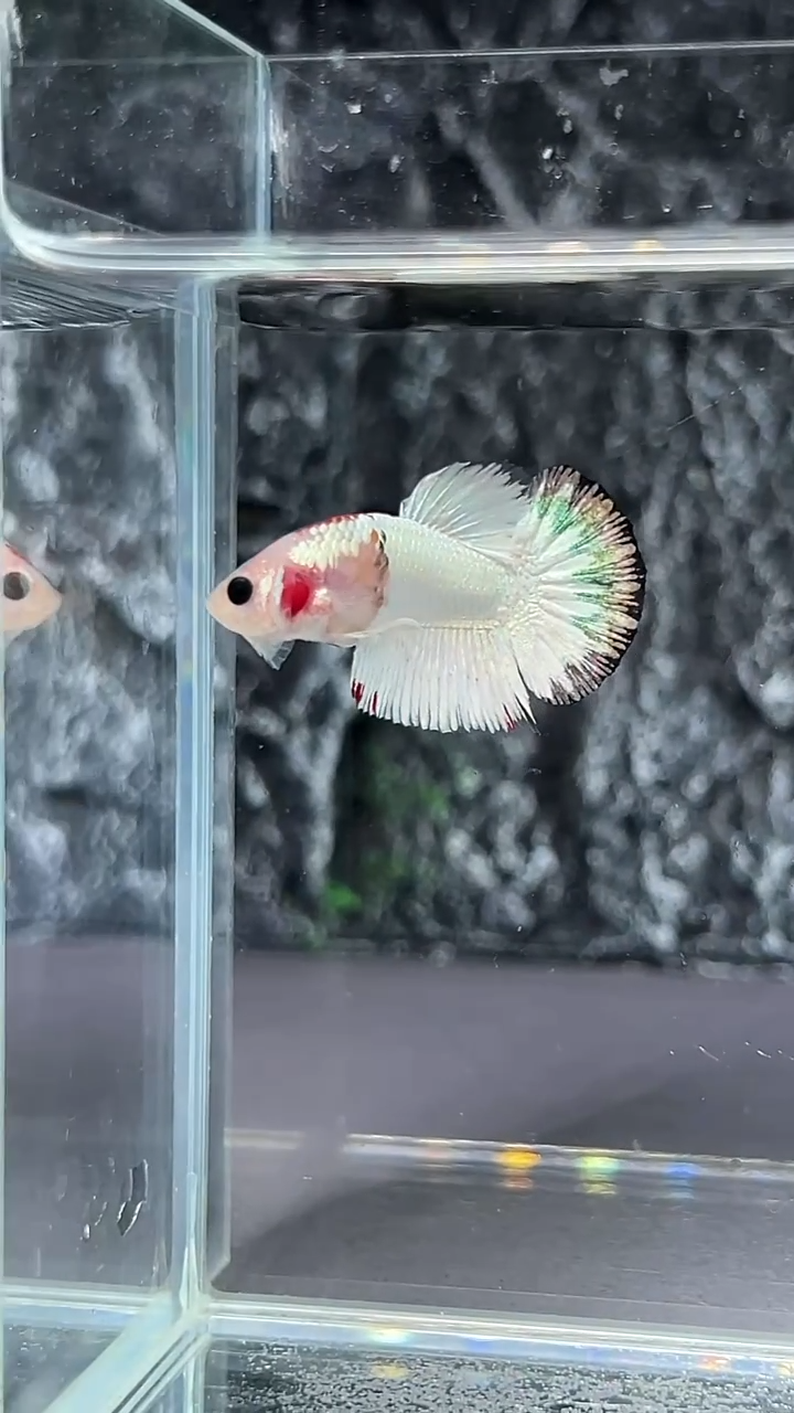 斗鱼竞拍链接S080