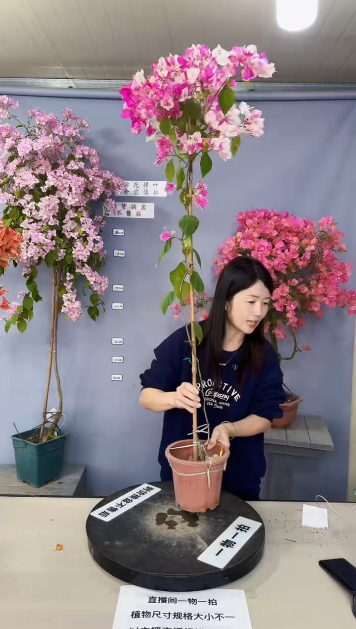 完全开放漳红樱1