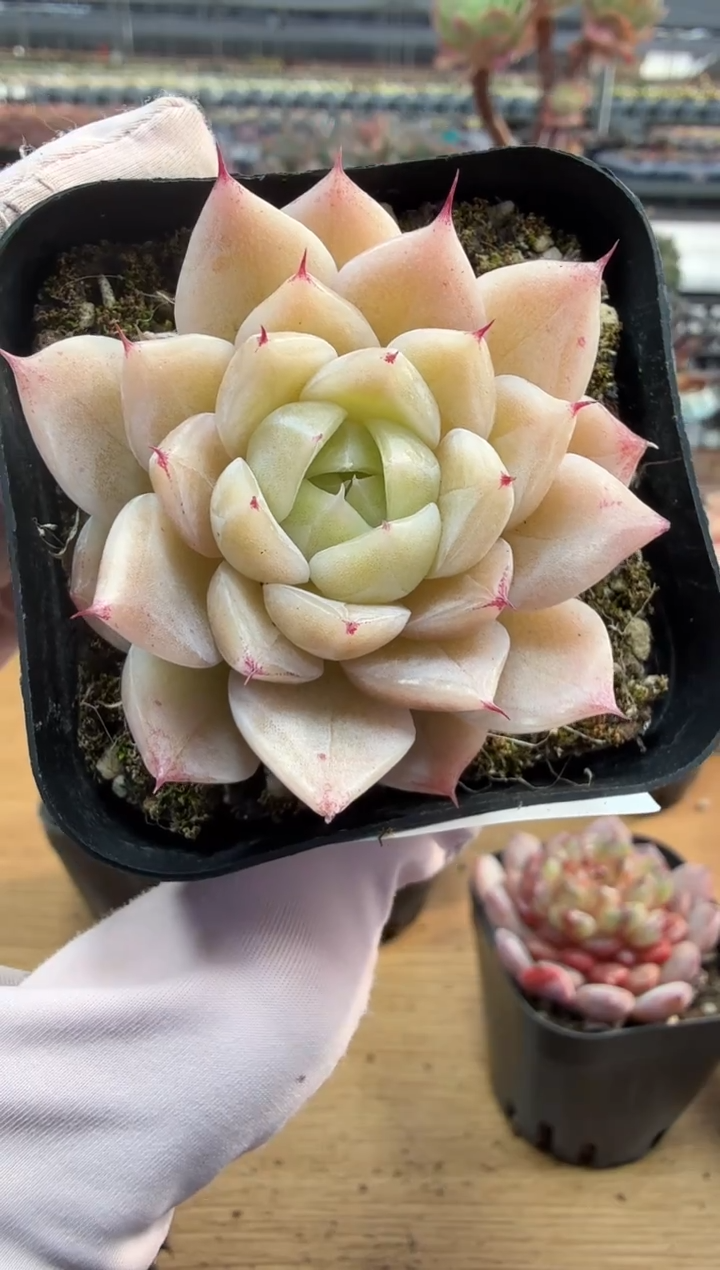 东云多肉园二店-248