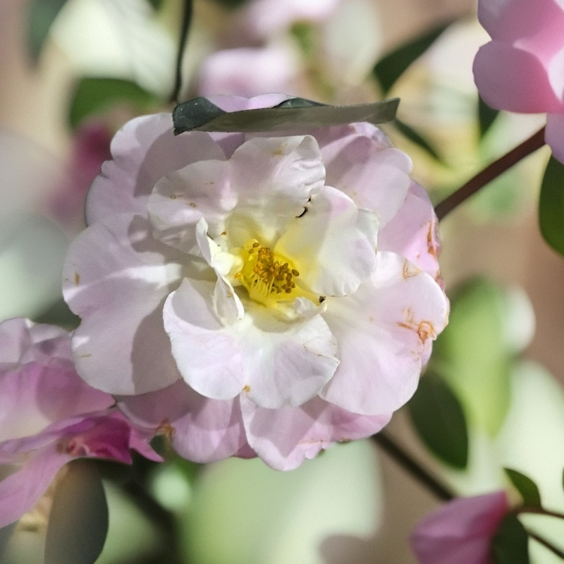 云南茶花蕙兰兰花草一物一拍盆栽室内大花文心兰卡特兰樱花草