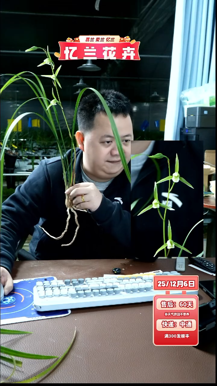 当前无花栽培后可以开花青霞 