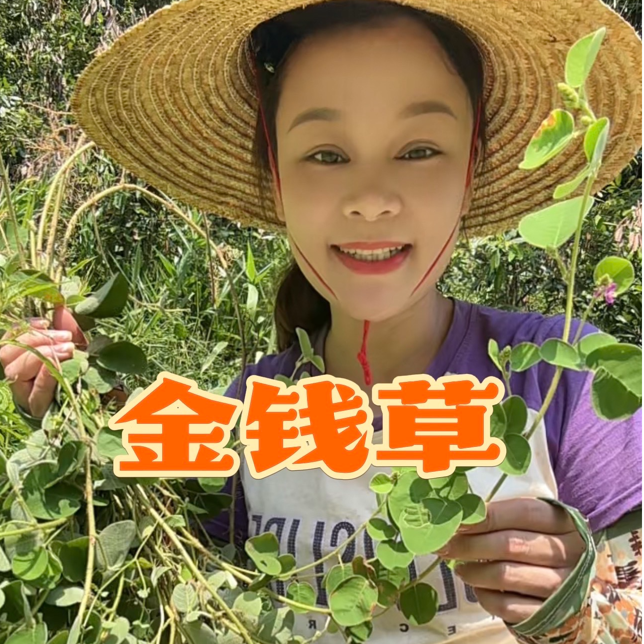肇庆大山新鲜金钱草 煲汤 煲水茯苓