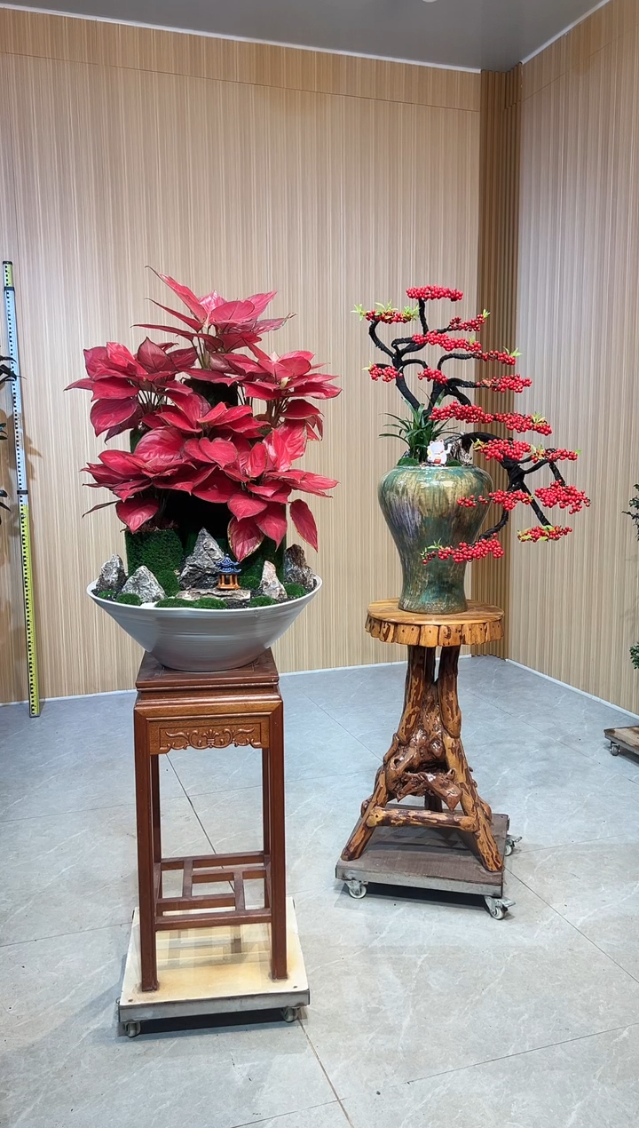 无花朵樱*富贵红北美冬青。