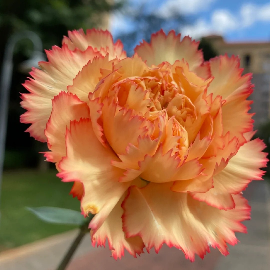 【源头优选】狂欢单头康乃馨-任意2单鲜花包邮发货后不支持退款