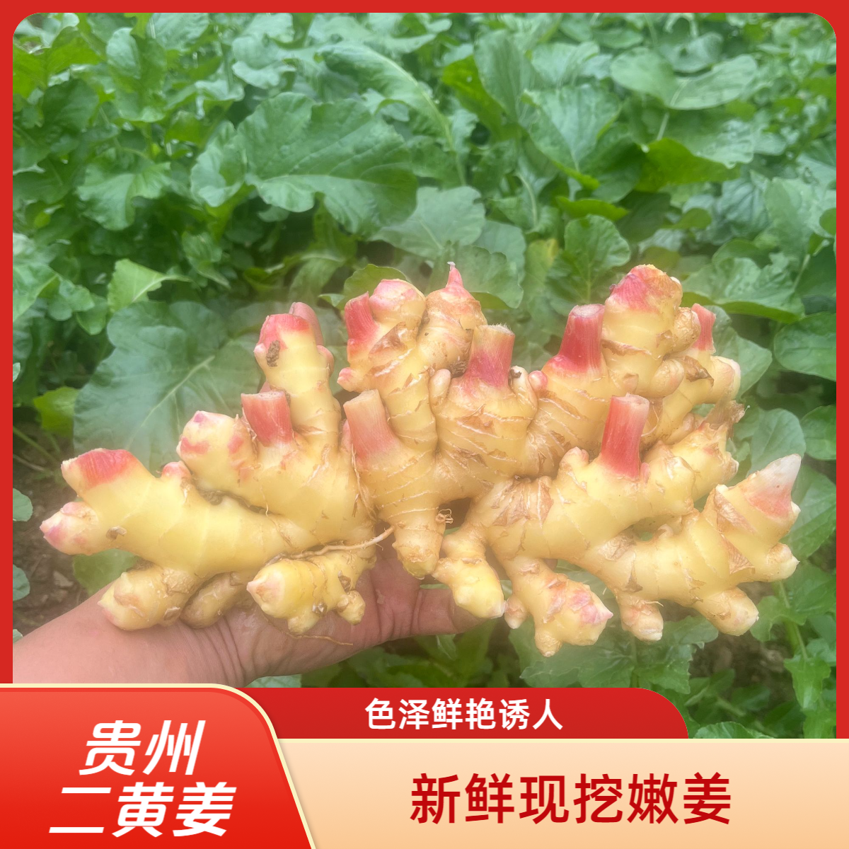 贵州二黄姜仔姜生姜新鲜现挖辛辣够味当季时令蔬菜月子生活姜