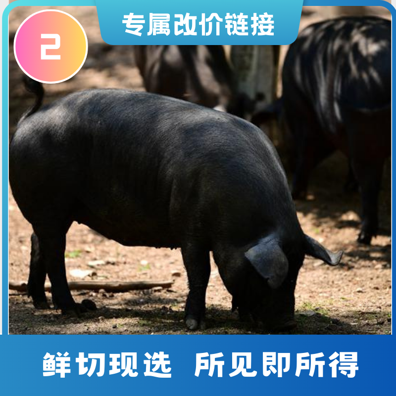 皖南黑猪全肉改价 皖南农家养黑毛猪  顺丰空运包邮 2号链接