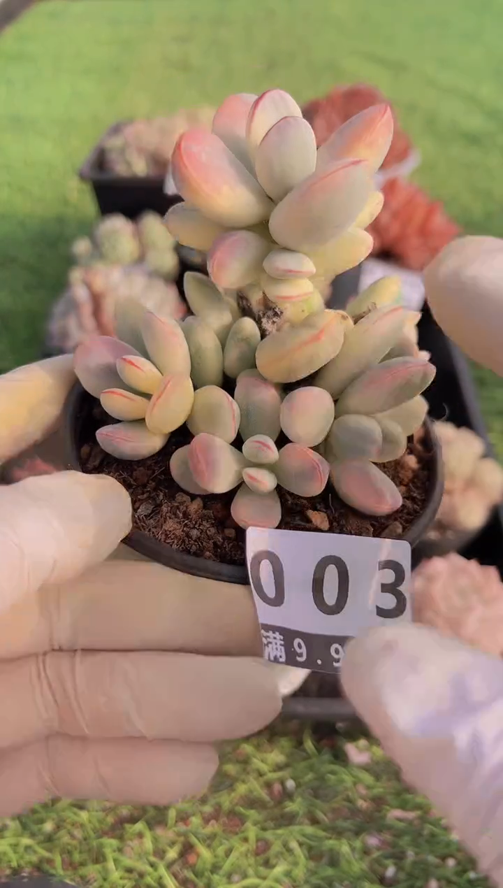 【闪购商品】信福多肉一物一拍