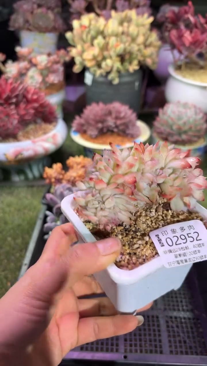 【闪购商品】02952