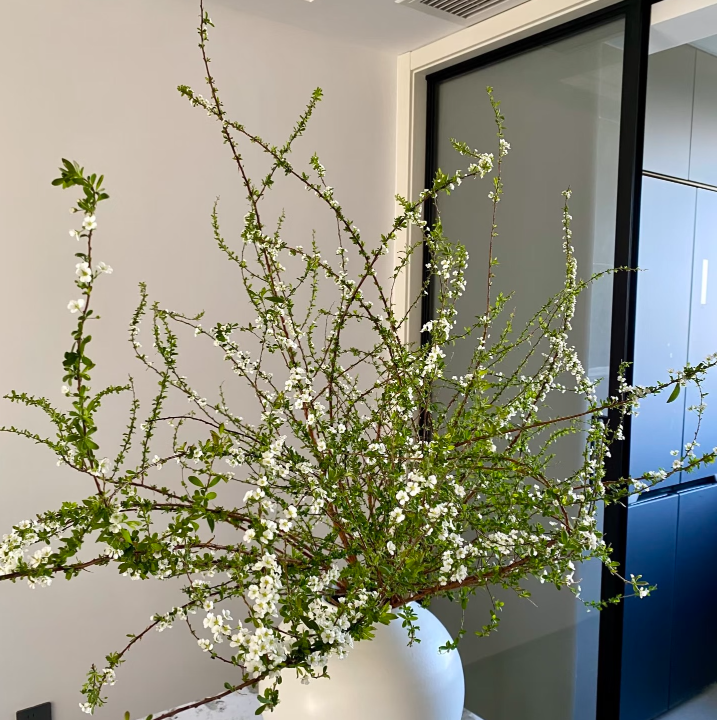 雪柳  1扎  基地直发  任意2单升级顺丰冷链/德邦空运