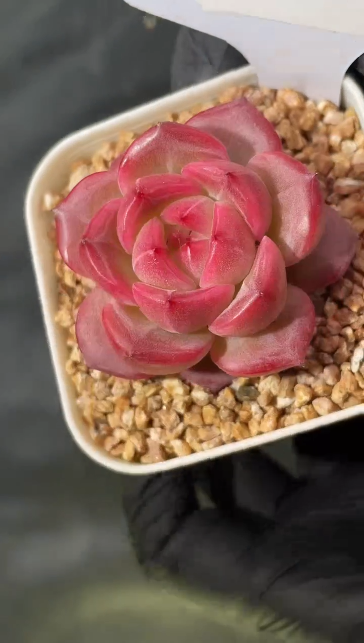 6-48 弥撒3-4厘米 量拍发一颗