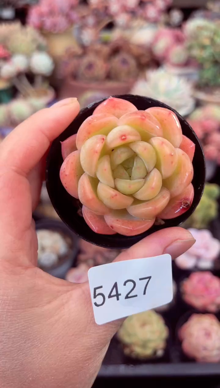 【闪购商品】5427单头个体多肉