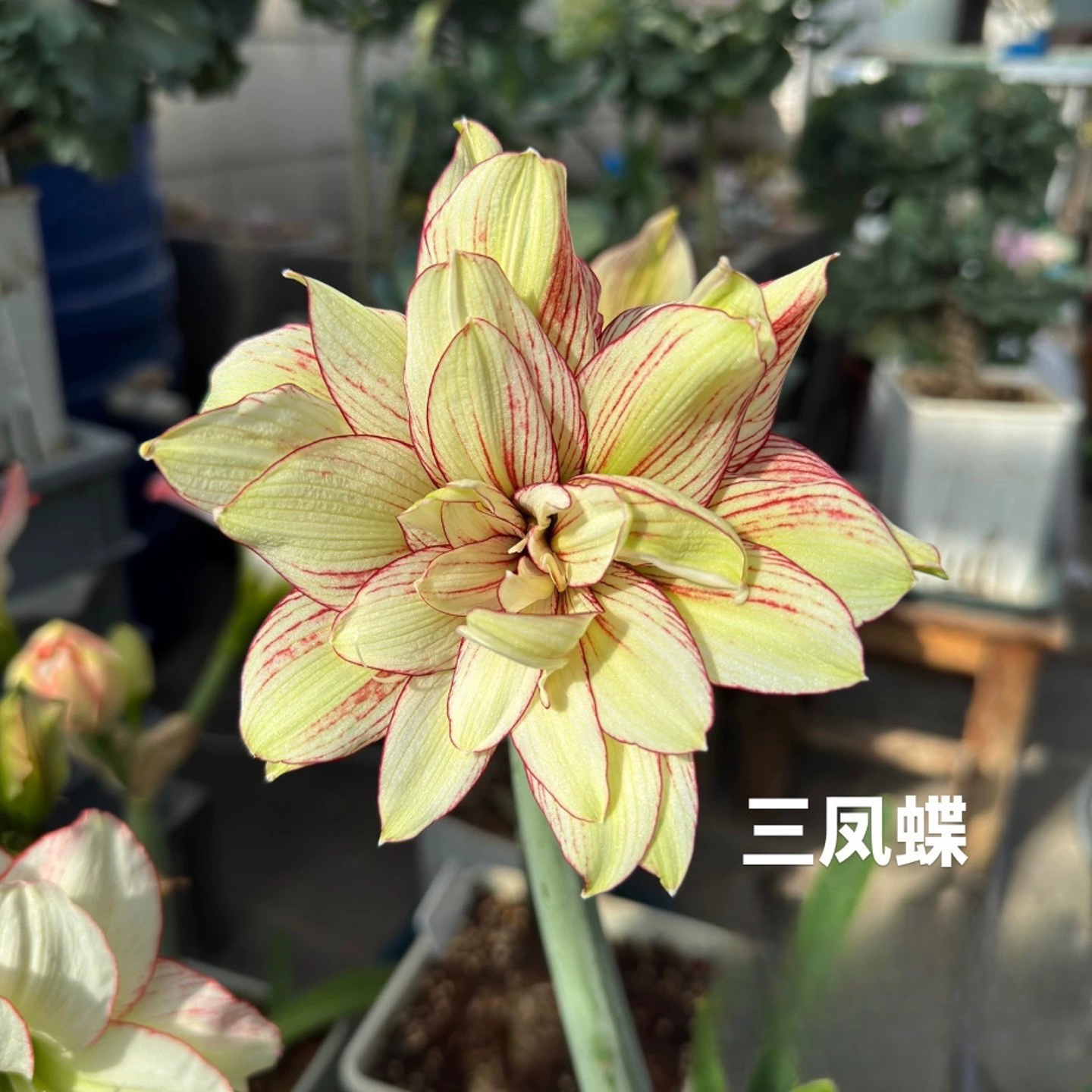 花匠绿植-朱顶红三凤蝶小苗1+越南球妹