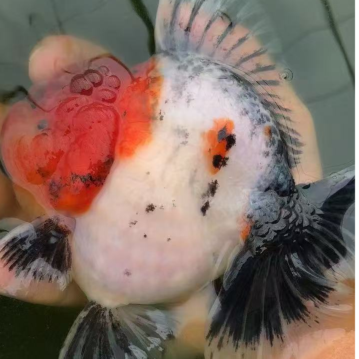 【品格金鱼】直播链接 1  观赏鱼兰寿泰狮百褶玛丽无开箱视频不赔付