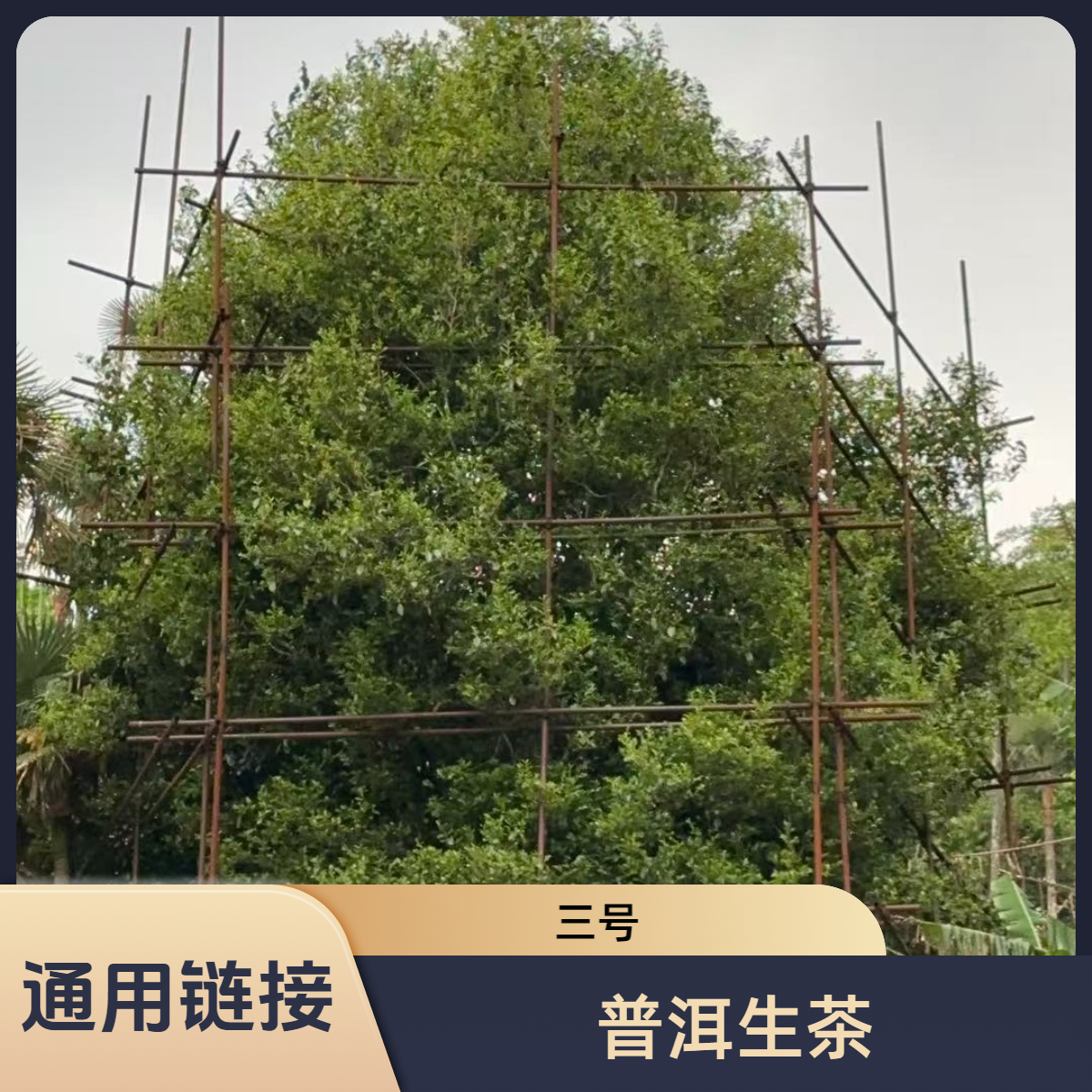 【通用链接3】云南古树普洱生茶