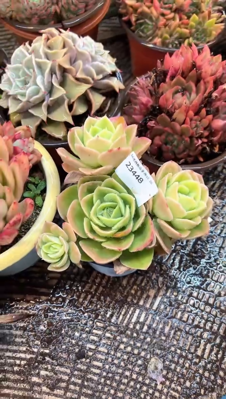 沙**舟多肉植物一物一拍23448