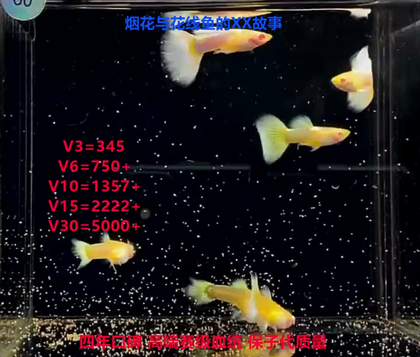孔雀鱼赛线黄礼服白子幼鱼福利2对加1对备损