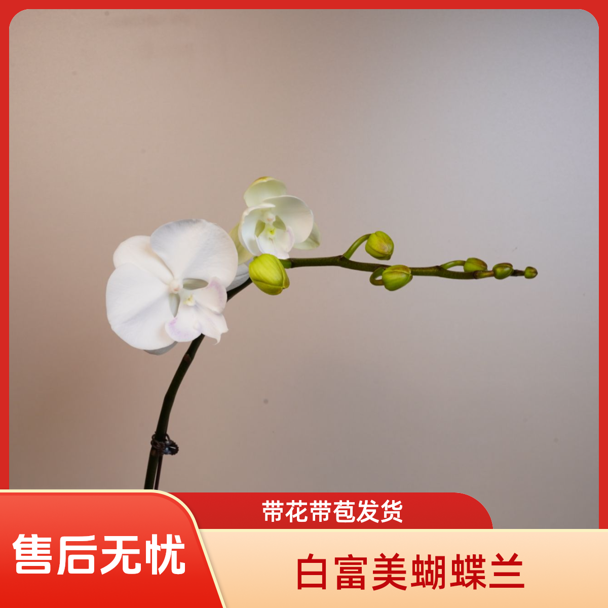 朝暮里蝴蝶兰【白富美】（3.0寸）带花带花苞开花珠发货
