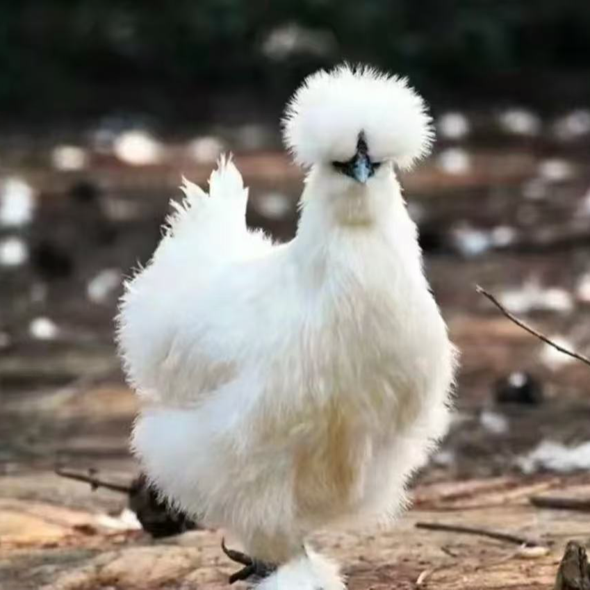 【180天】泰和乌鸡原种一代白凤丝羽跑山鸡农家散养林下