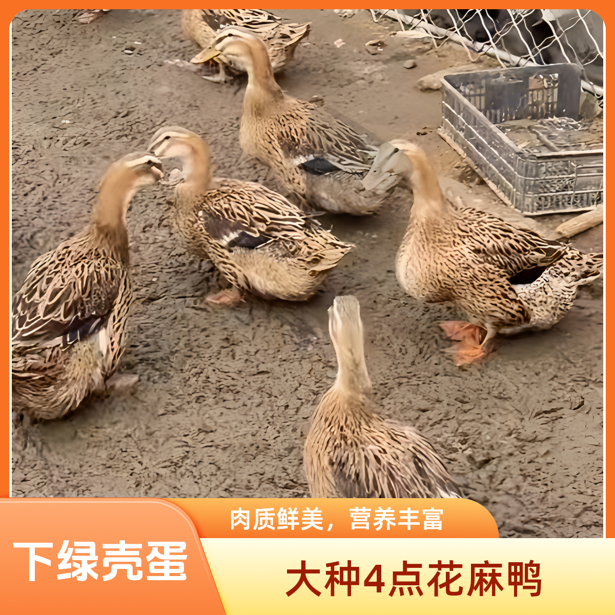 宠物鸭 大种四点花麻鸭母7两左右绿壳蛋鸭产蛋王脱温好活京东包邮