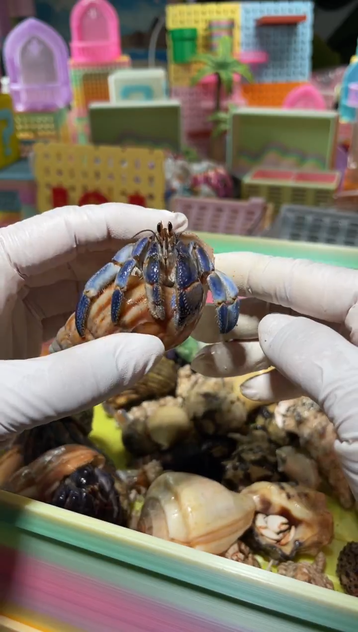 陌派有钳寄居蟹340紫陆