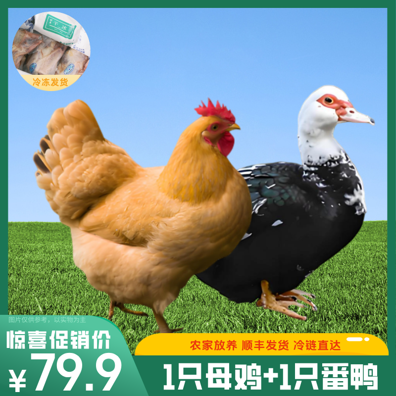 【买一送一】买一只老母鸡送一只（净膛）番鸭 农家散养土鸡 到手2只 宰杀好7斤顺丰包邮   包冰率不含冰